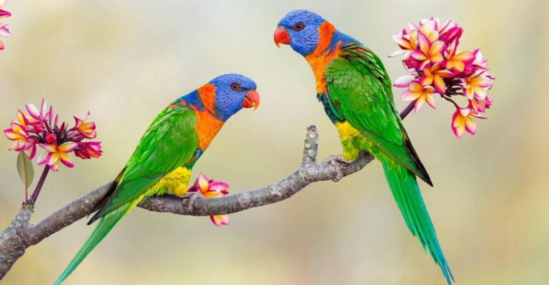 15 Pet Birds First-Time Owners Should Avoid