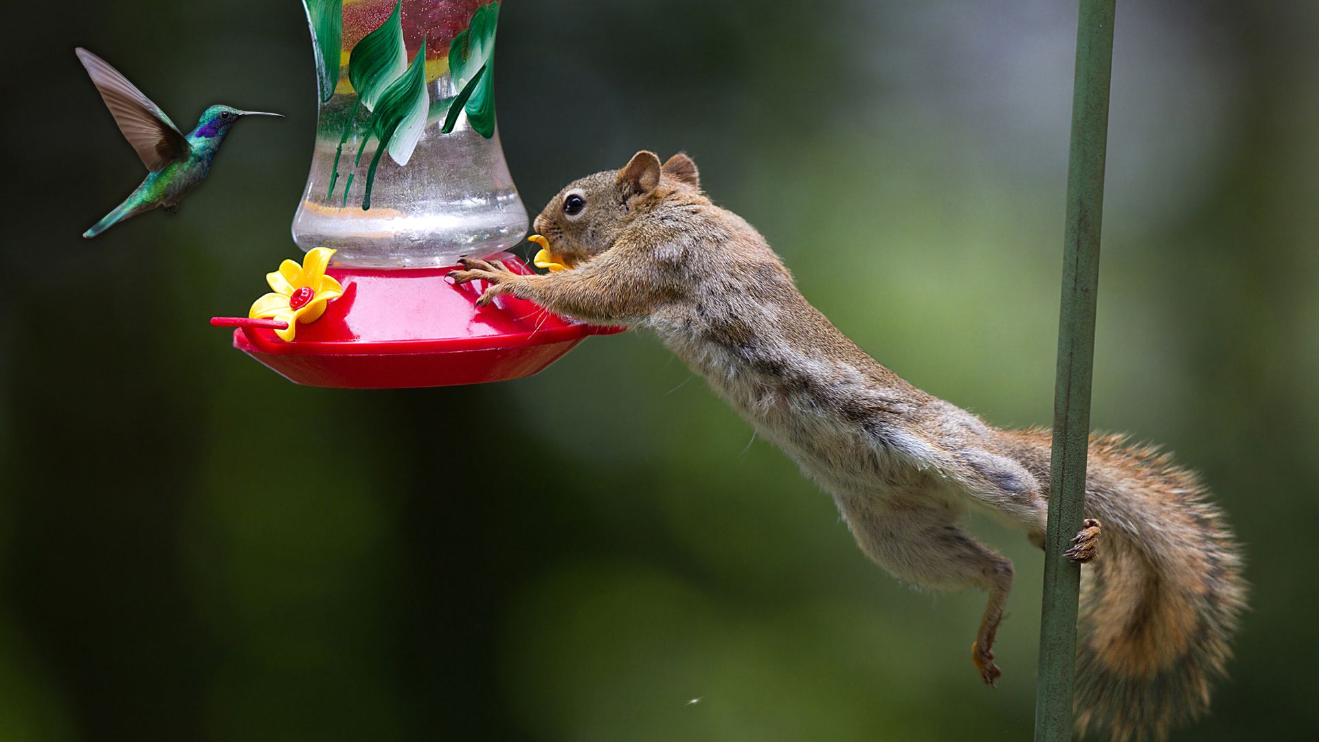 15 Predators That Hunt Hummingbirds (Some Just Might Surprise You)