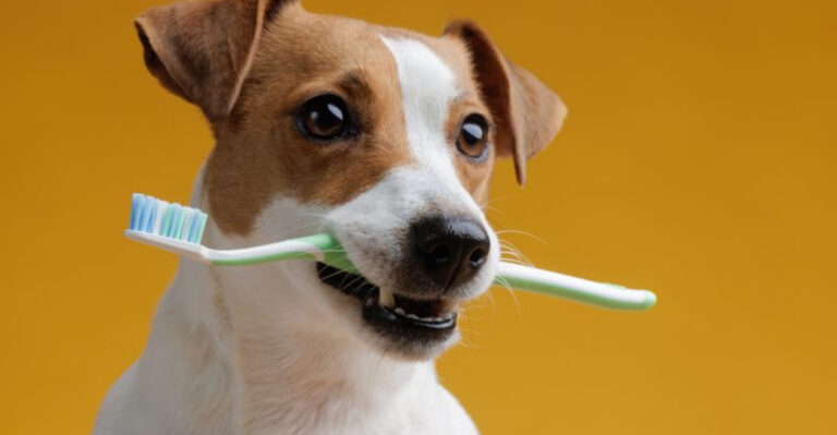 15 Proven Tips For Better Pet Dental Health