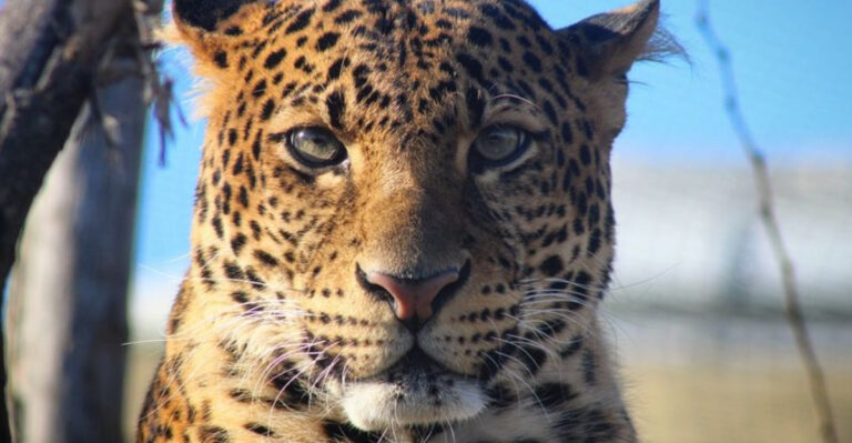 15 Rare Cats That Rule The Wildernes (If You Can Find Them)