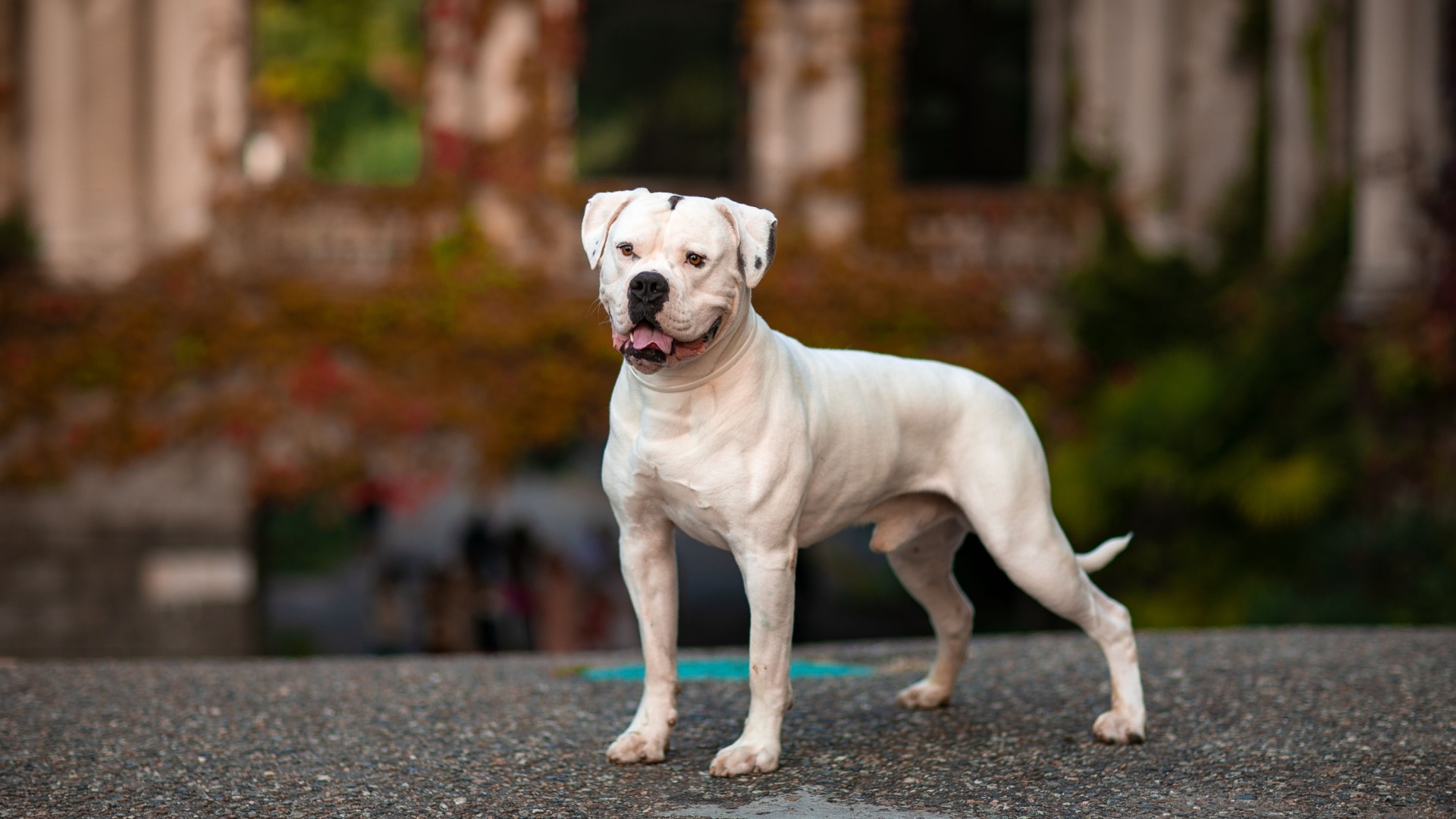 15 Reasons American Bulldogs Are So Popular