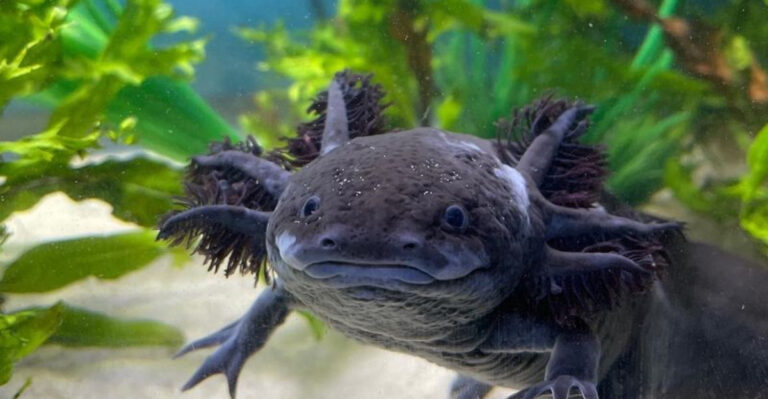 15 Reasons Axolotls Are Truly One-Of-A-Kind Creatures