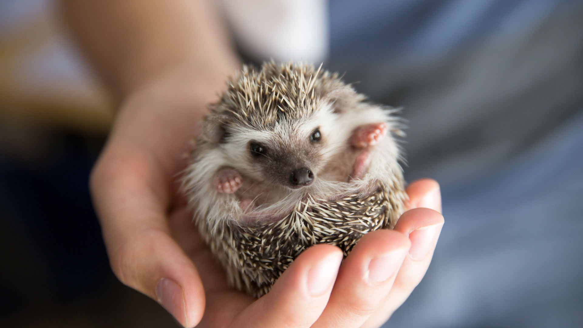 15 Reasons Hedgehogs Make The Perfect Pets