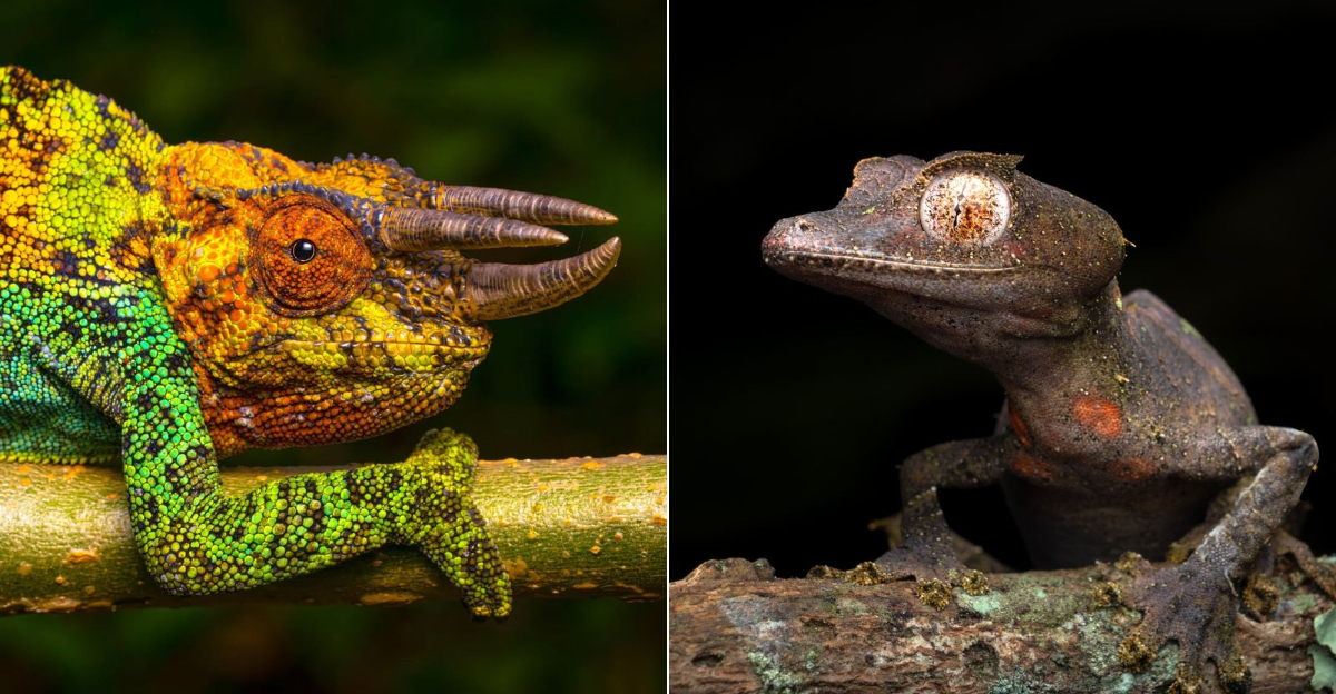 15 Reptiles With The Most Striking Eyes