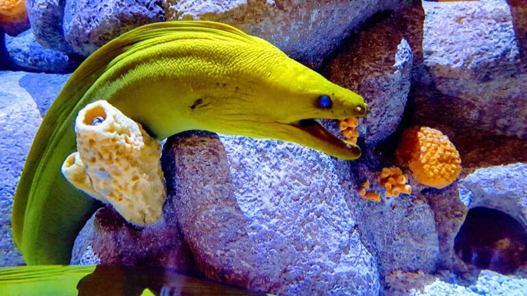 15 Sea Creatures That Are Even More Terrifying Than Sharks