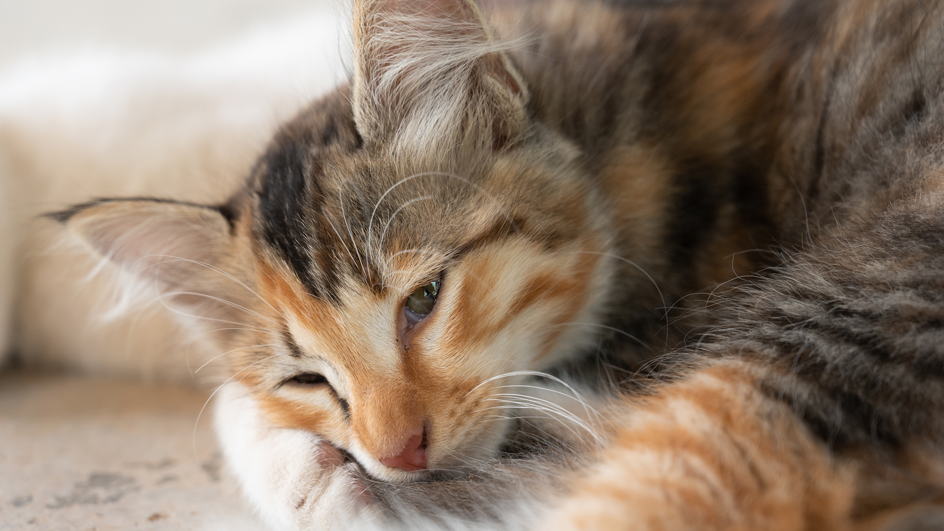 15 Signs Your Cat Might Be In Pain That You Should Know About