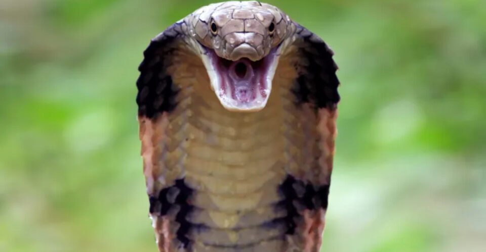 15 Simple Ways To Tell If A Snake Might Be Venomous
