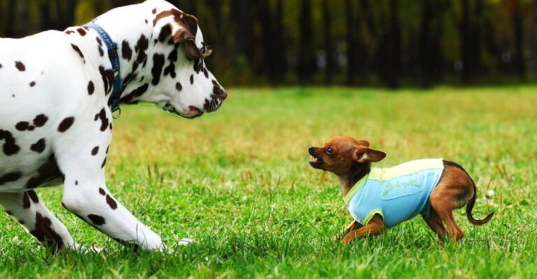 15 Smart Tricks To Keep Your Dog From Starting Fights