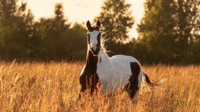 15 Speedy Horse Breeds That Leave Everyone Behind