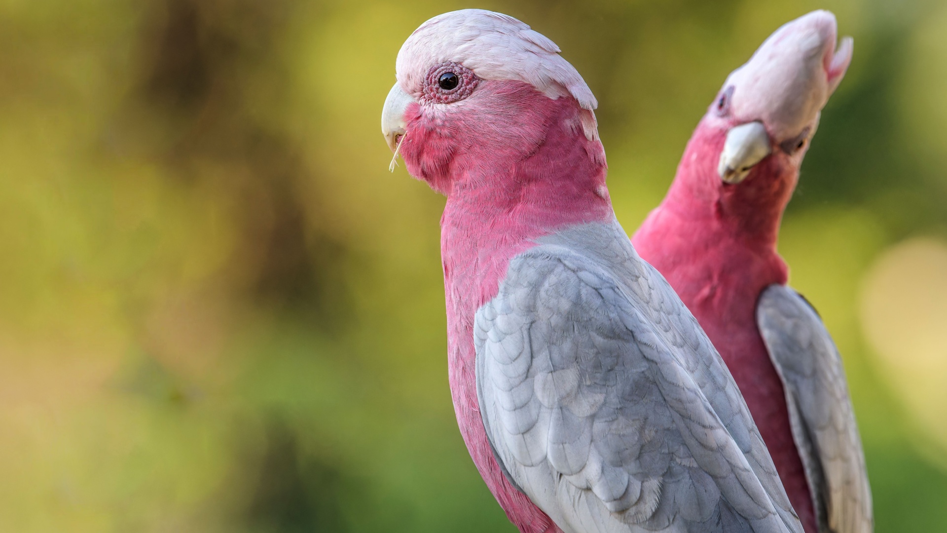 15 Stunning Bird Species Unique To The Australian Skies