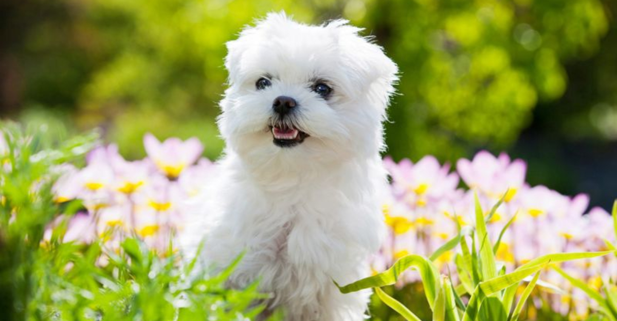 15 Stunning White Dog Breeds And Easy Tips To Keep Them Bright