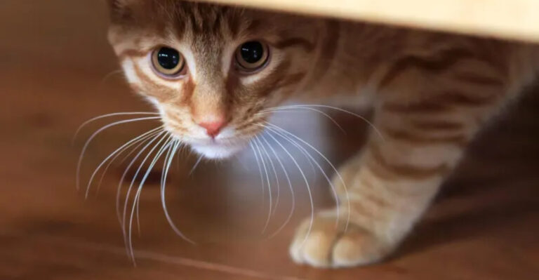 15 Subtle Cat Behaviors That Could Mean Trouble