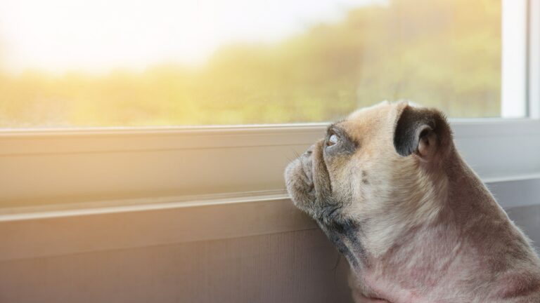 15 Things Humans Do That Dogs Secretly Hate