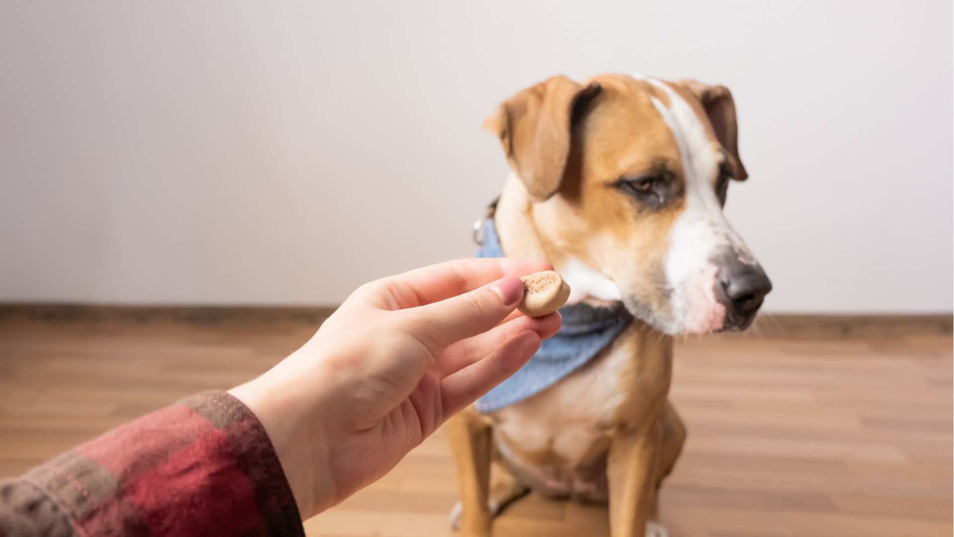 15 Things To Do If Your Dog Isn’t Eating