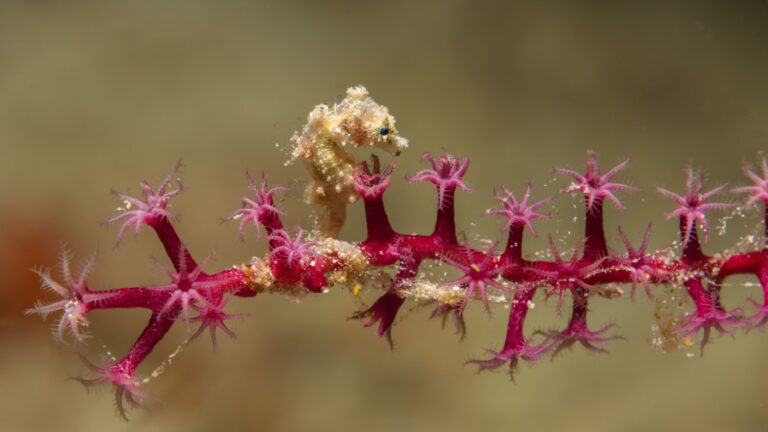 15 Tiniest Animals You Won’t Believe Are This Small