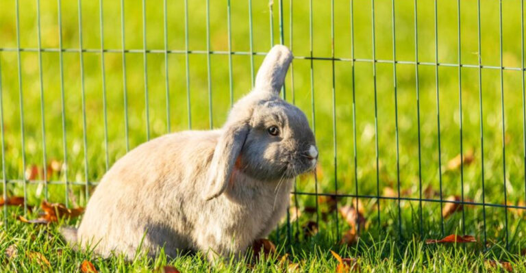 15 Tricks To Protect Your Garden From Bunnies