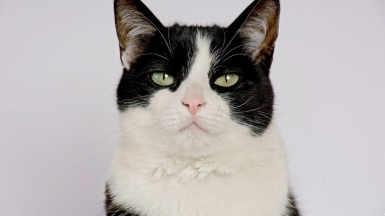 15 Tuxedo Cat Facts That Will Totally Surprise You