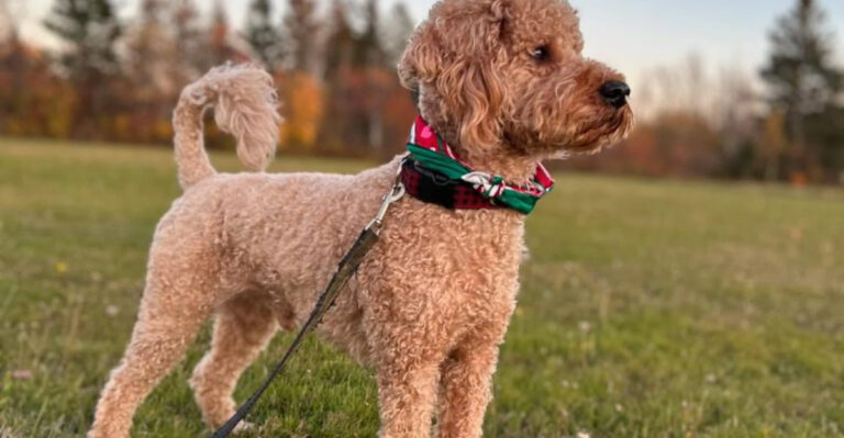 15 Reasons Why Poodles Are The Ultimate Guard Dogs