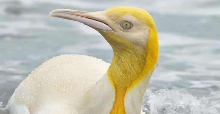 16 Albino Animals So Rare, You’ll Think They’re Mythical