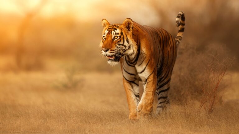 16 Animals Everyone Should Witness At Least Once In Their Life