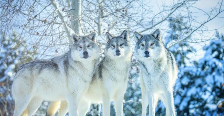 16 Animals That Can Sense Their Time Is Coming To An End