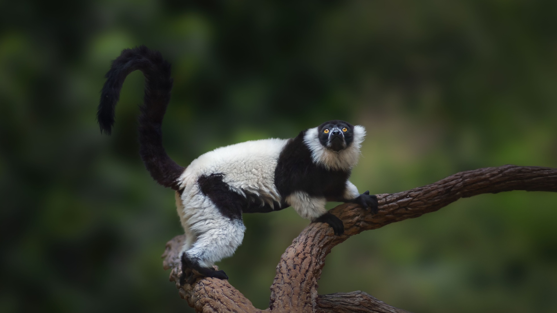 16 Beautiful Black-And-White Animals You Should Know About