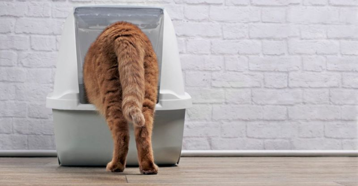 16 Common Misconceptions About Cat Litter Boxes