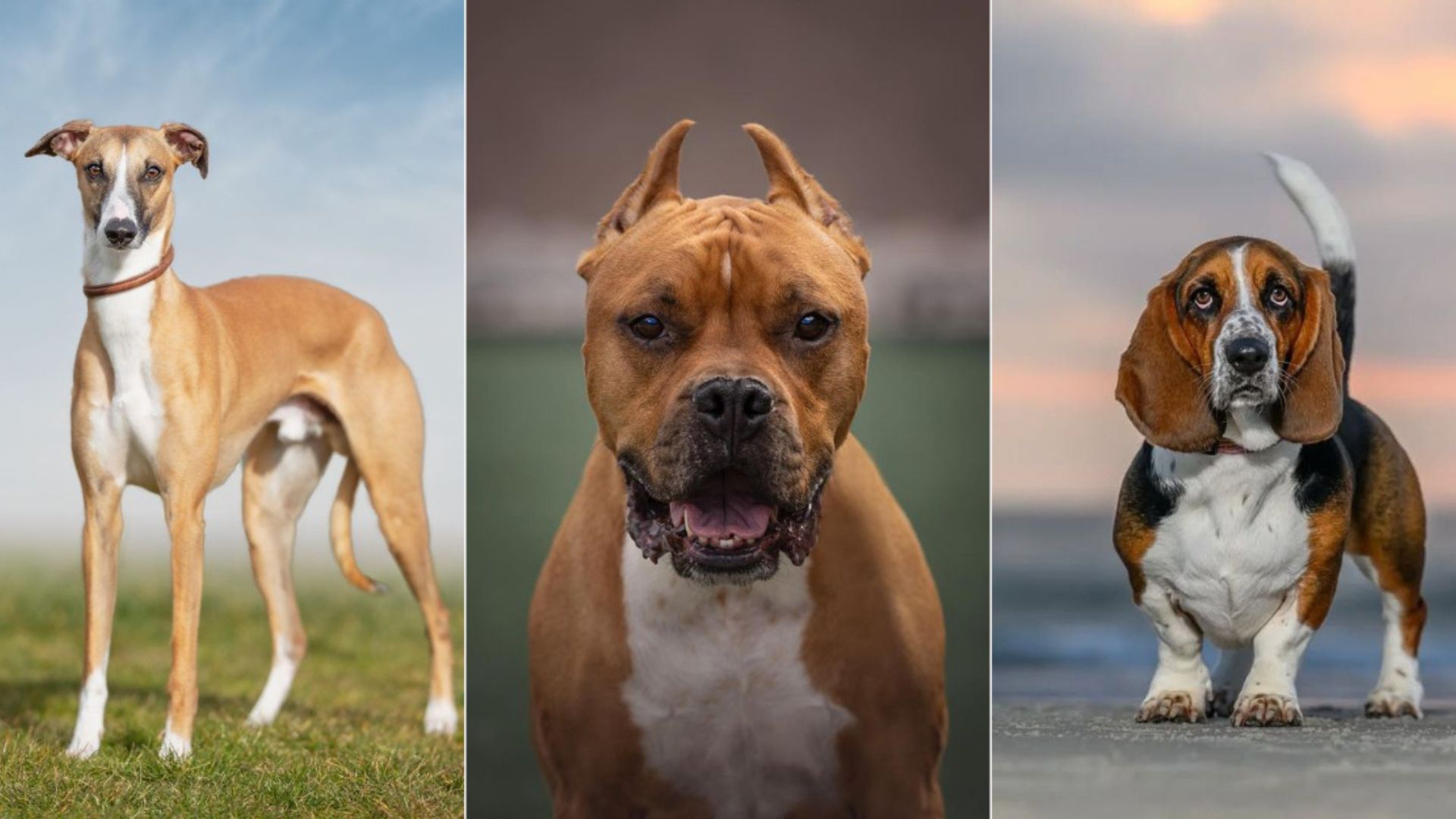 16 Dog Breeds That Are The Last To Be Adopted