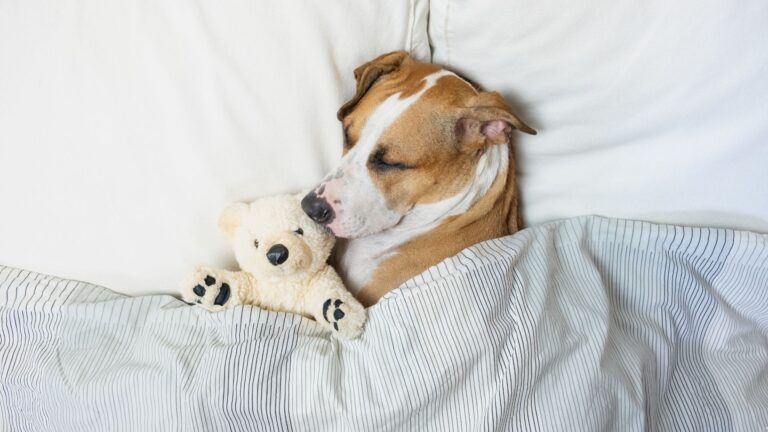 16 Dog Breeds That Love Their Sleep: Ranked From Least Sleepy To Most Snoozy
