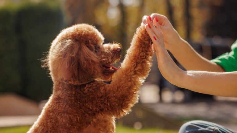 16 Dog Breeds With Incredibly Sensitive And Sweet Souls