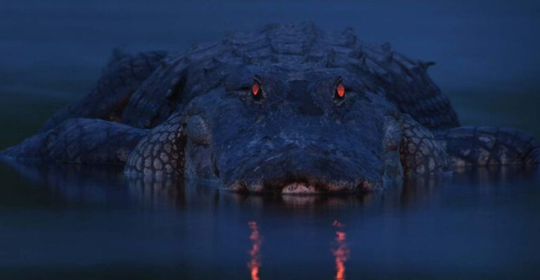 16 Facts About Everglades Alligators You Never Expected