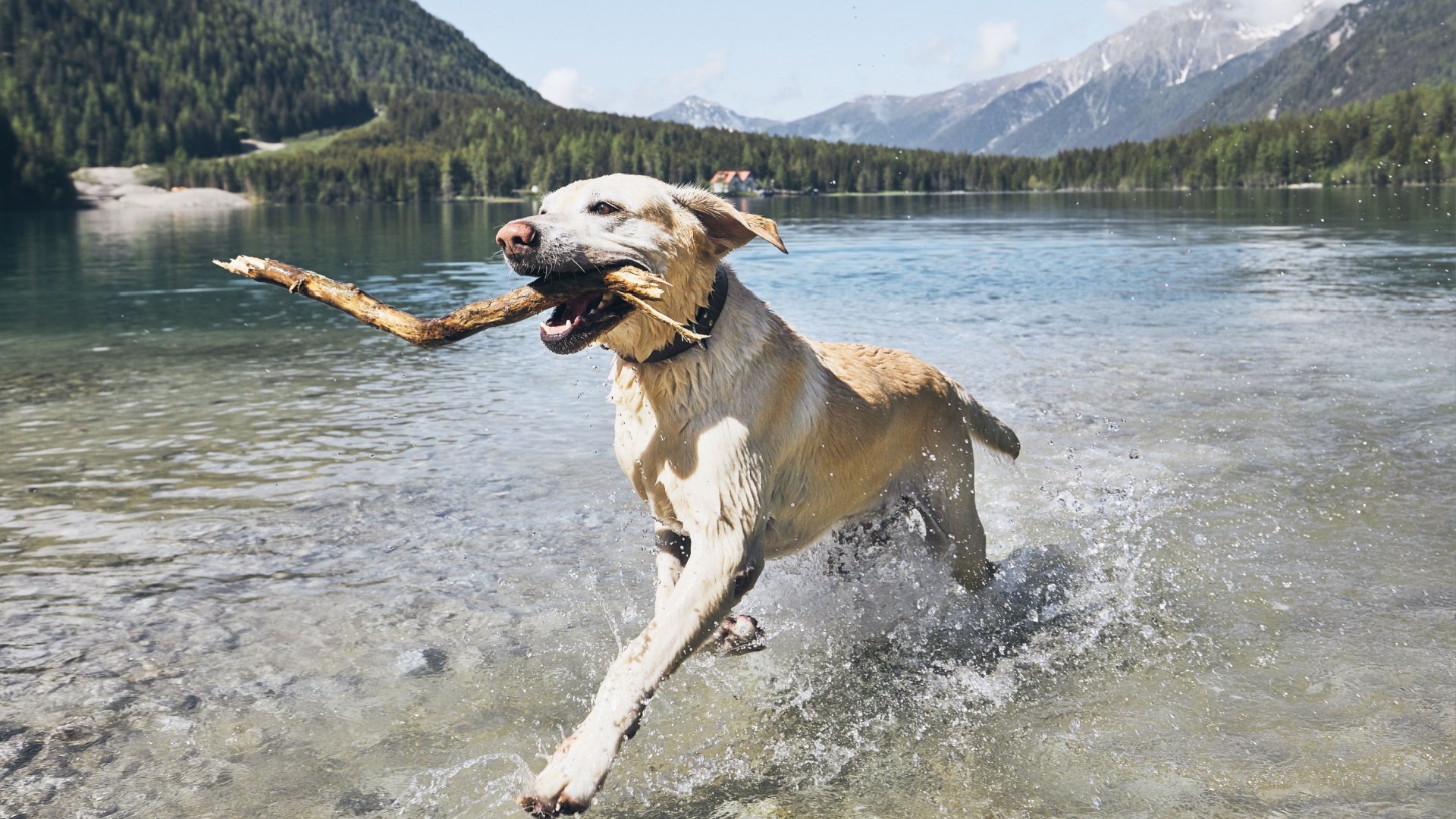 16 Fun Facts About Labrador Retrievers