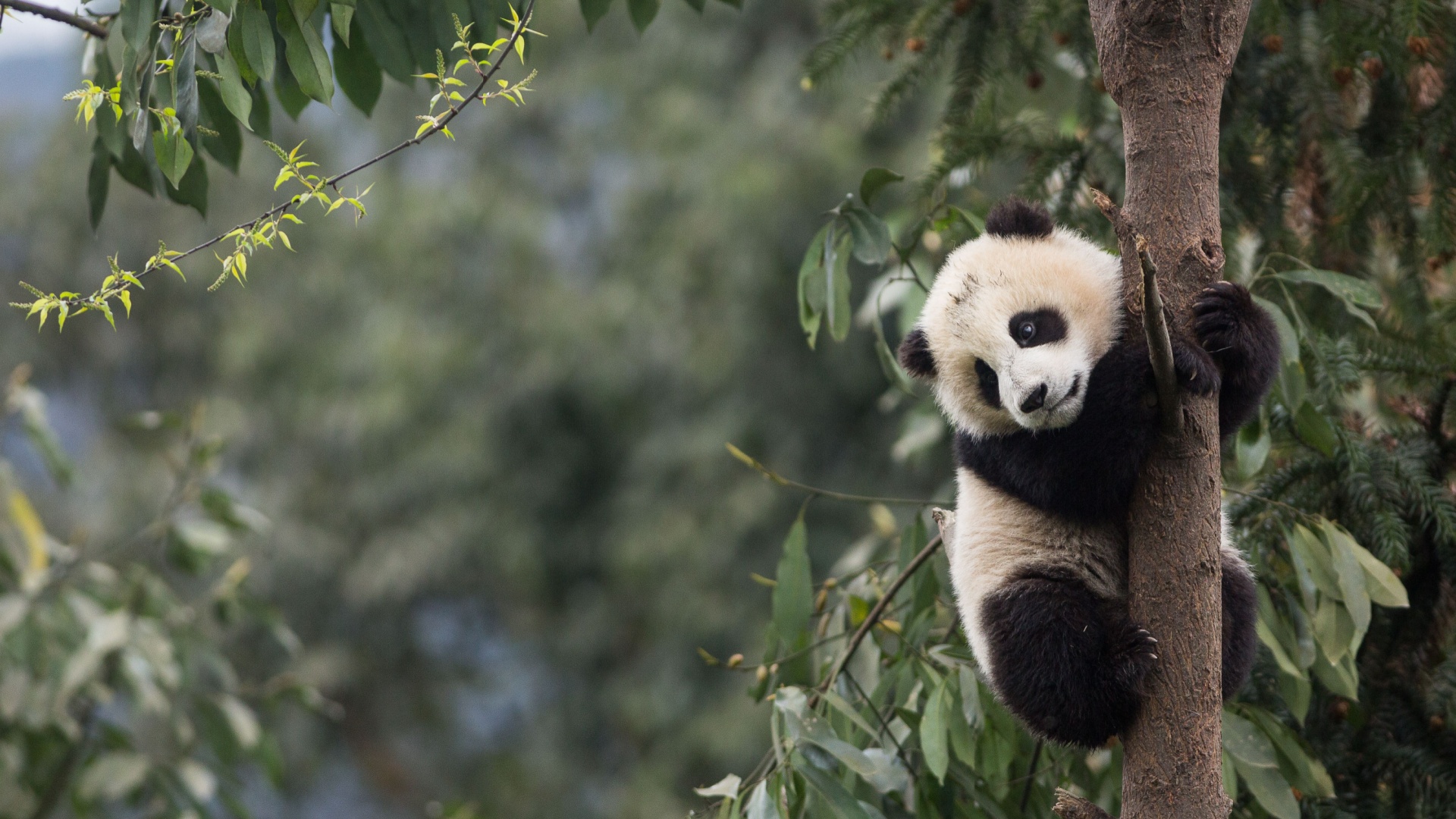 16 Interesting Facts About Pandas