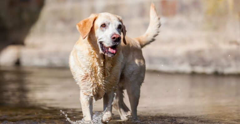 16 Playful Ideas To Help Your Older Dog Stay Young At Heart