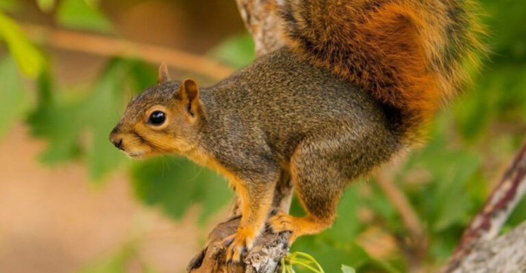 16 Reasons Squirrels Make Unexpectedly Great Pets
