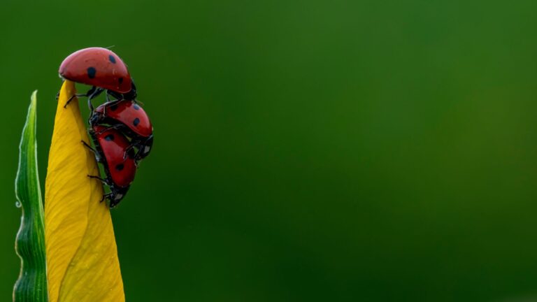 16 Remarkable Animals Quietly Working To Save The Planet