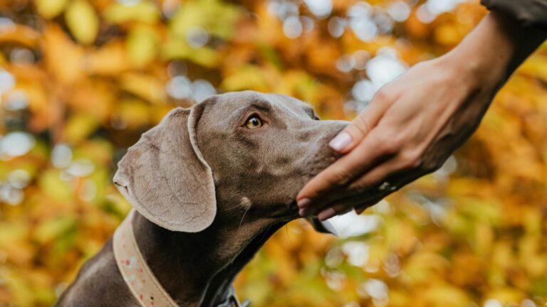 16 Scents Dogs Can’t Stand (And 7 They Really Like)