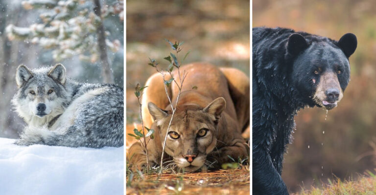 16 Sneaky Animals That Could Ambush You On Your Next Hike