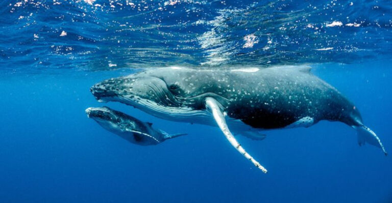 16 Species That Can Actually Sense The Planet’s Magnetic Pull