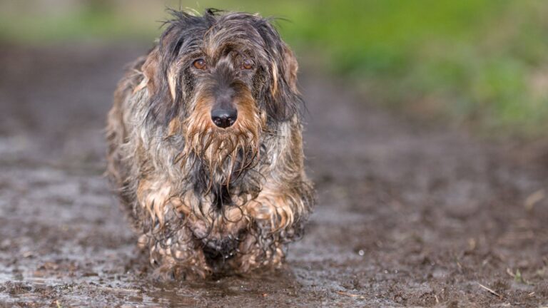 16 Stubborn Dog Breeds That Are Challenging To Train