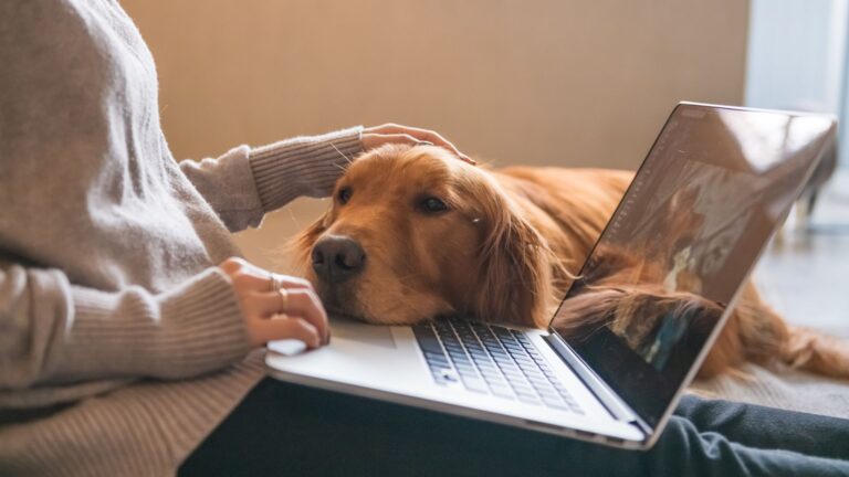 16 Subtle Acts Of Kindness Your Dog Shows You Don't Even Realize