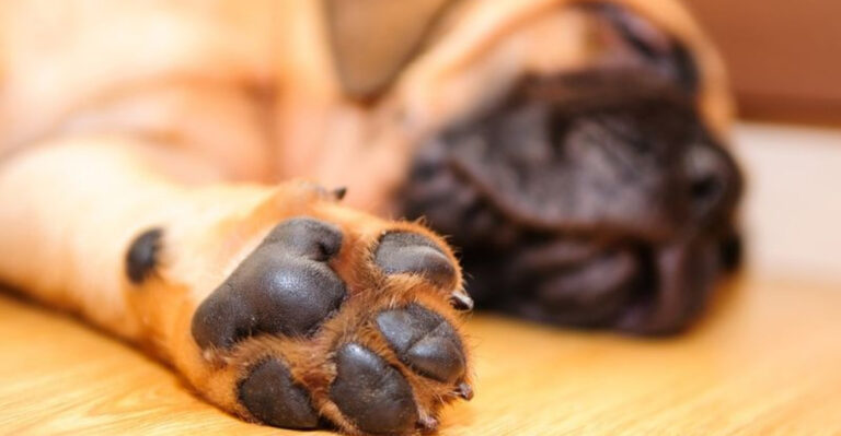 16 Things You Never Knew About Dog Paws
