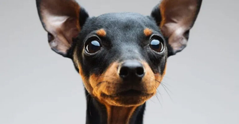16 Tiny Dog Breeds With Eyes That’ll Melt Your Heart