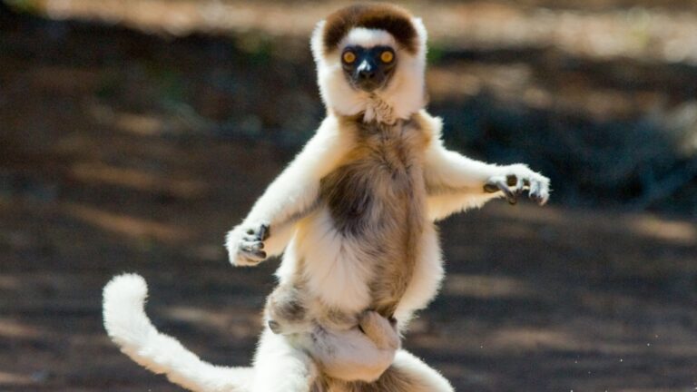 16 Weird Animals That Strut Around On Two Legs