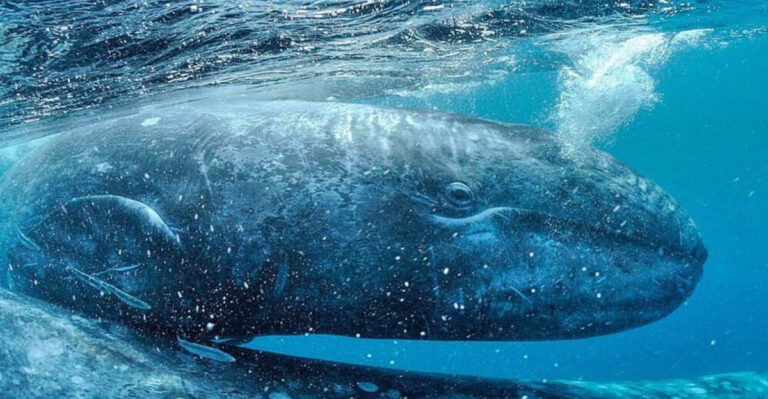 16 Whale Facts So Strange They Sound Made Up