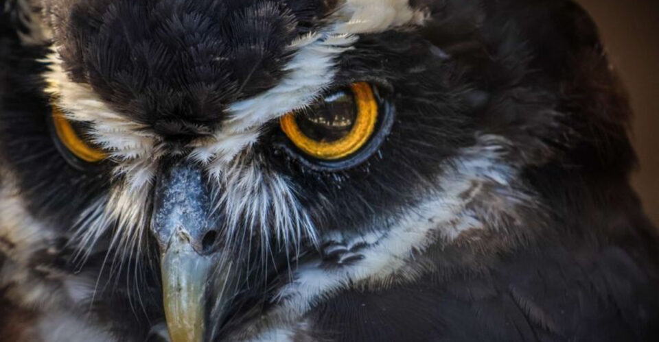 The Secret Behind This Animal’s Eyes Will Surprise You