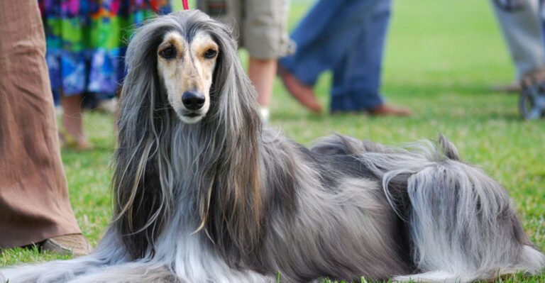 16 Big Dogs With Low-Shedding Coats You’ll Love Living With
