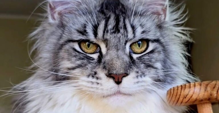 16 Cat Breeds With Eyes That Will Simply Captivate You
