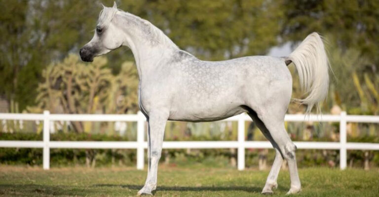 16 Essential Facts You Should Know Before Owning An Arabian Horse
