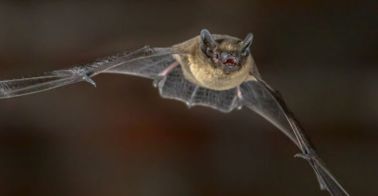 16 Fascinating Facts About Bats You’ve Never Heard Before